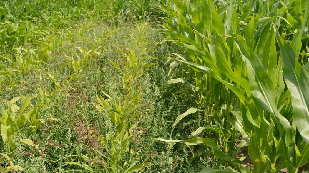 Czym zwalczać chwasty jednoliścienne w kukurydzy?