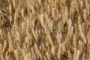 Badanie gleby zamiast zgadywania – gliwicka stacja przypomina o doradztwie