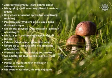Grzybobranie w śląskich lasach. Jeden błąd może utrudnić akcję służb