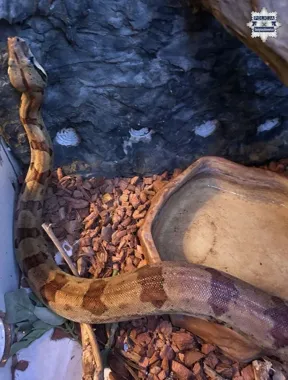 Ogłoszenie o wężu doprowadziło policję prosto do mieszkania 60-latka